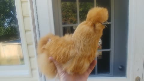 Furry chicken