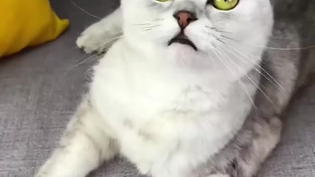 NEW CAT AMAZING VIDEO