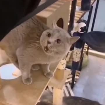 Beautiful cat sound funny🥰🥰 video //by Vivek Chaudhary