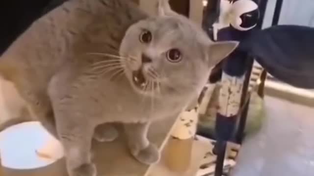 Beautiful cat sound funny🥰🥰 video //by Vivek Chaudhary