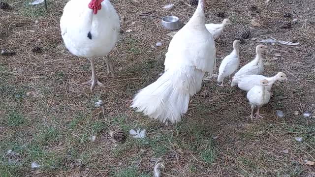 BB, Luna, and Their Chicks