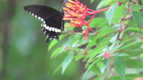 Butterfly looking for a flower