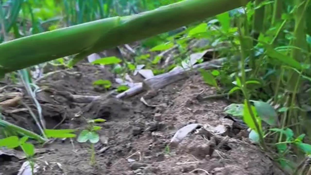 Dogs video