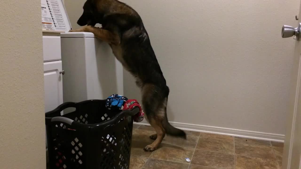 Helpful Dog Loads Washing Machine For Owner