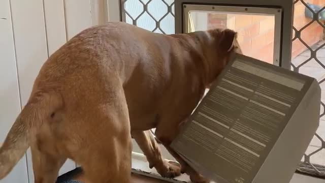 Dog Struggles To Fit Box Through Doggy Door