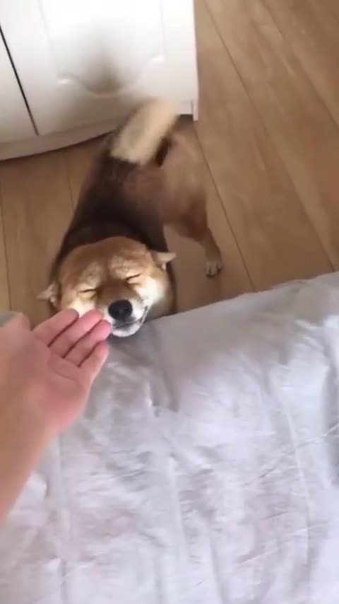 😍😍😍 The most beautiful and smiling puppy in the world 😍😍😍