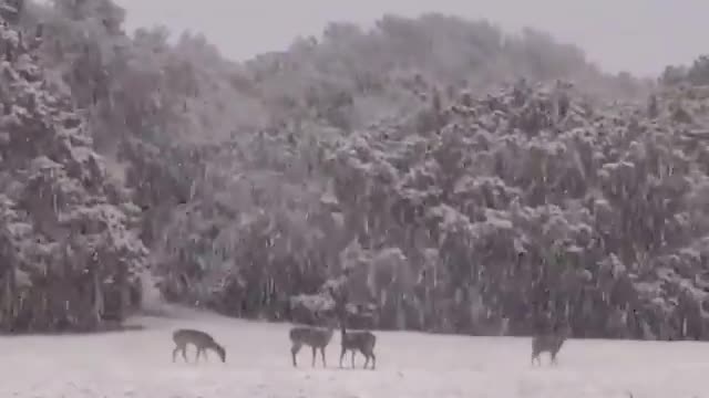 Herd of Deer frolicking in snow is an instant mood lifter