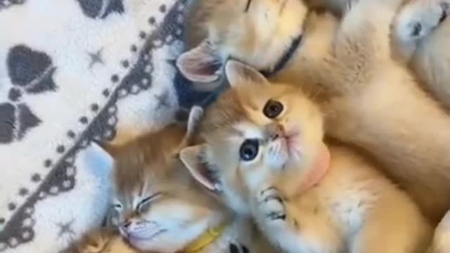 Cute Cats