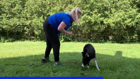 The First Steps For Training Your Adult Dog!