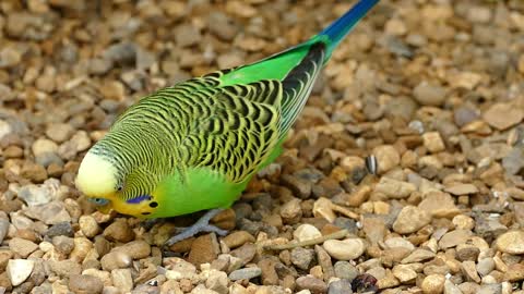 Colorful little parrot yak