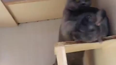 Chinchilla fighting with cats 2