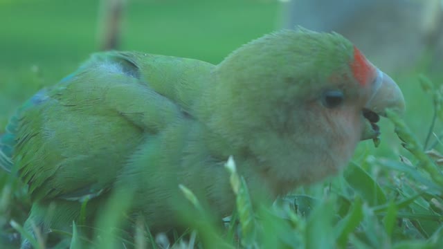 parrot eating grass