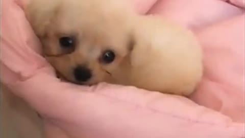 Funny dogs video