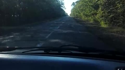 drive in forest