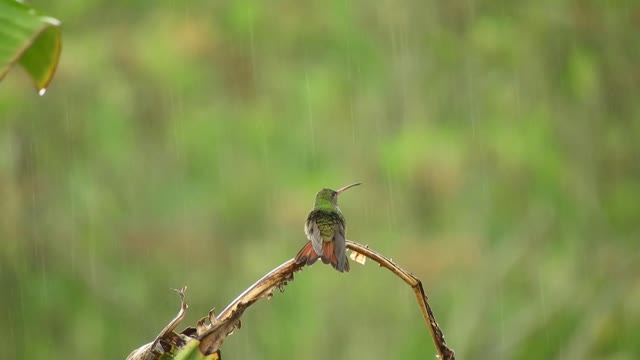 bird