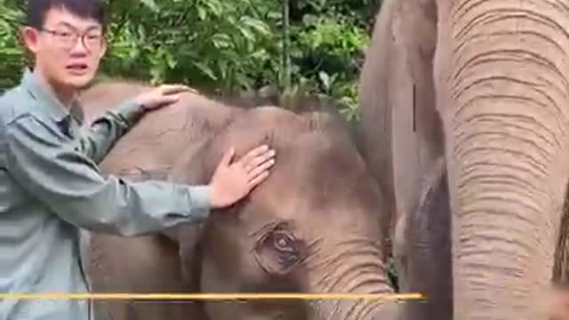 Bebê elefante escorregando pela costa