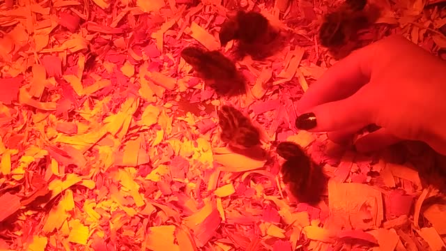 Chirping Newborn Button Quail