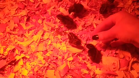 Chirping Newborn Button Quail