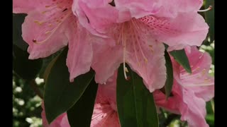 HONEY BEE PLAYING