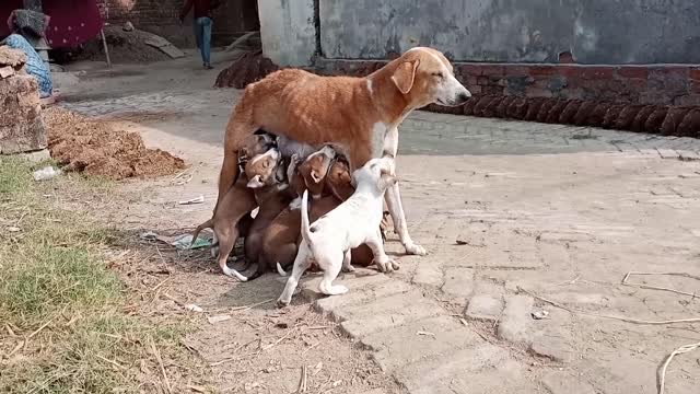Tow bitch childs and one bitch kil