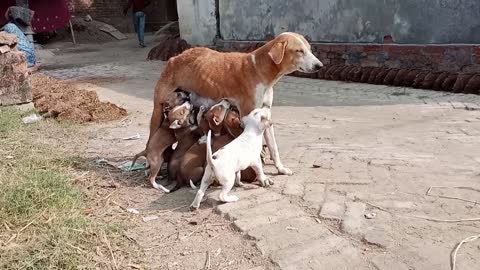 Tow bitch childs and one bitch kil