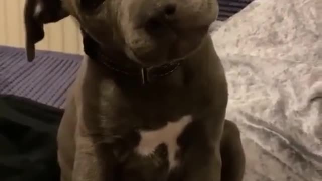 Cute Pitbull Puppy - What the Hell ? | Dogs Gonna Conquer