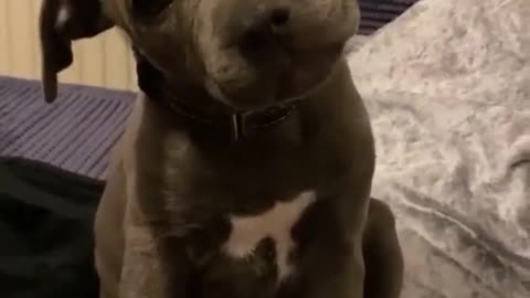Cute Pitbull Puppy - What the Hell ? | Dogs Gonna Conquer