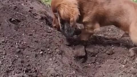 Always give your dog a bath after playing