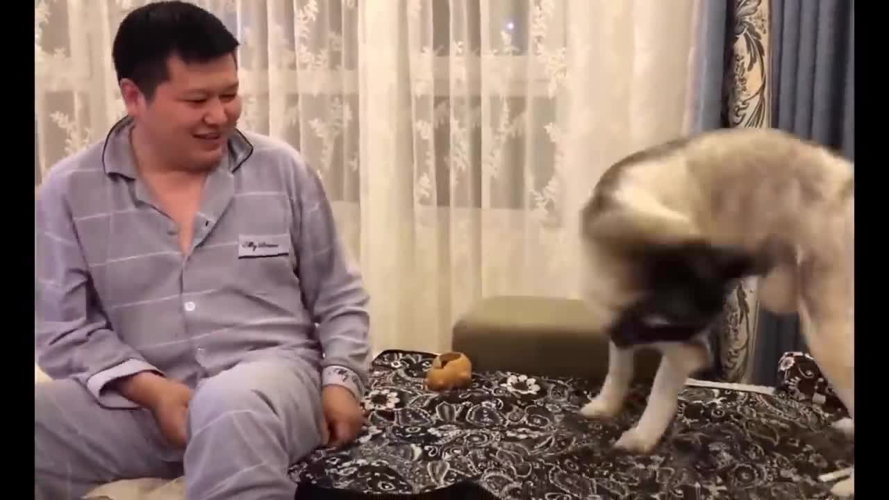 Funny animals video