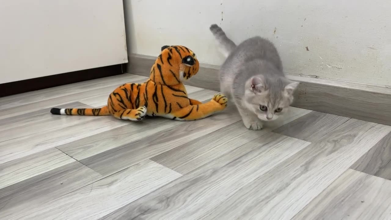 Funny Cats Vs Tiger Video 😻