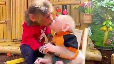Small Cute Monkey Funny Video