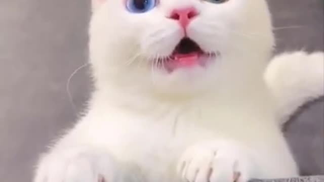 Adorable white kitten