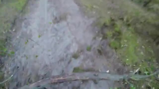 jungle tour