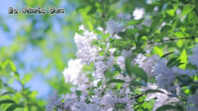 Music to meditate and relax 05
