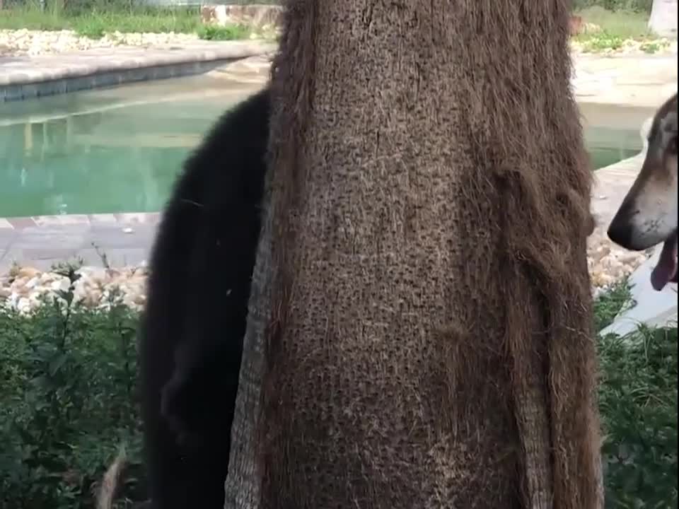 WATCH : Lion, Bear and Wolf Are Best Buddies! ❤