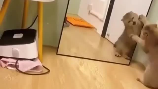 Cat attacking mirror