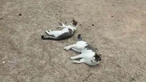 Korean street cats, Akkang and Akkung are sunbathing