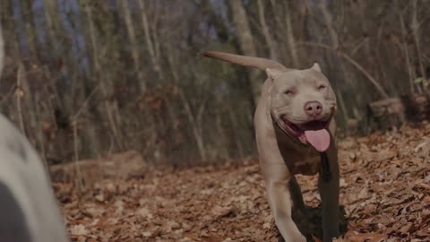 healthy pitbull doga