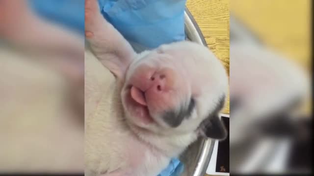 Cute dog licking in his dream
