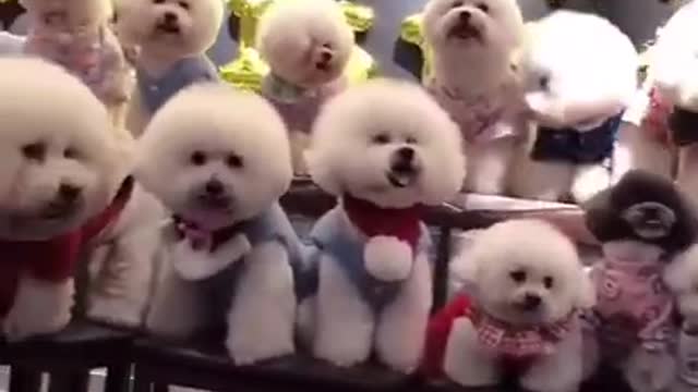 Funny baby dogs/ funny animals