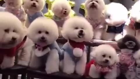 Funny baby dogs/ funny animals