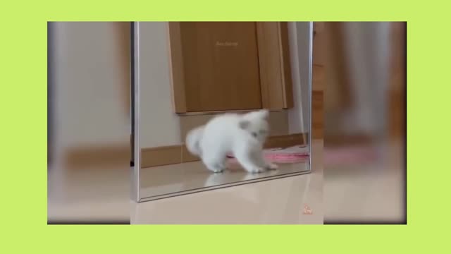 Top 10 Vídeo Funny Cats 2021 [Compilation]