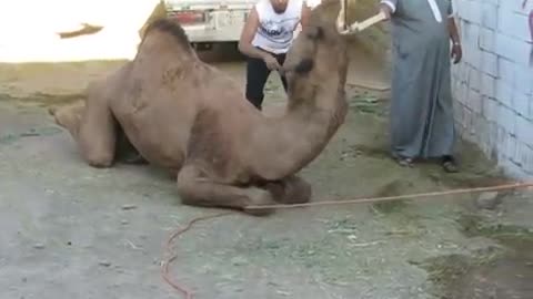 camel vs man