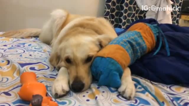 Tan dog laying on bed biting on blue pillow