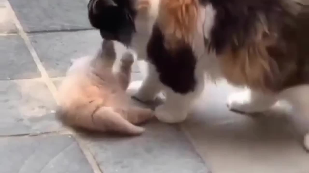 Beautiful cat dancing with your mom's.😲😔😀