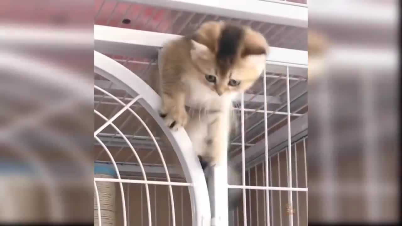 funny cats compilation part-21.