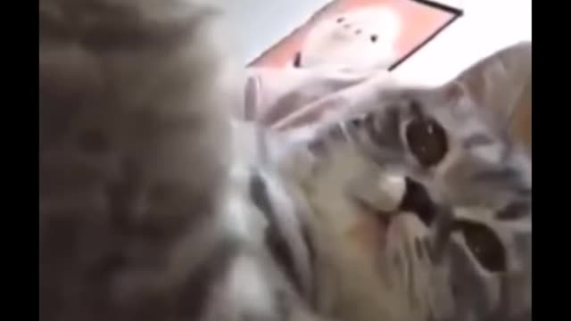 Funniest Cats 😹 - Don't try to hold back Laughter 😂 - Funny Cats Life 28