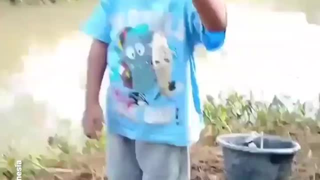 This is a beautiful and charming water-dwelling species