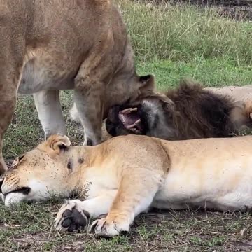 Lioness showing love to the King 👑