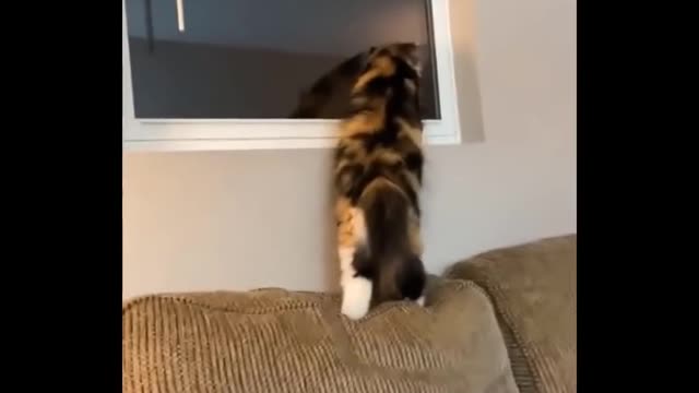 Funniest Cats 😹 - Don't try to hold back Laughter 😂 - Funny Cats Life